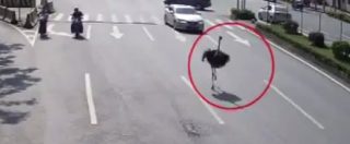 Copertina di Fuga dello struzzo in autostrada in Cina, ma il finale è tragico