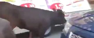 Copertina di Toro a piede libero, panico a Reggio Calabria. Tutte le forze dell’ordine impegnate