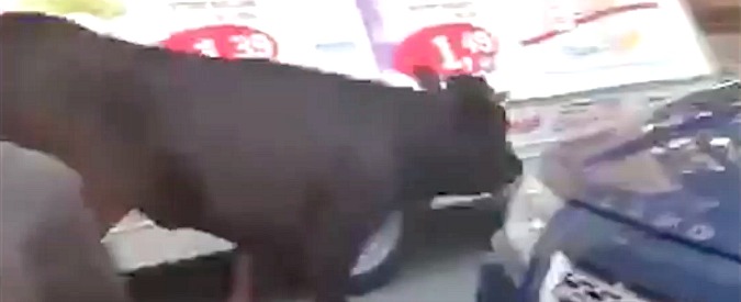 Copertina di Toro a piede libero, panico a Reggio Calabria. Tutte le forze dell’ordine impegnate