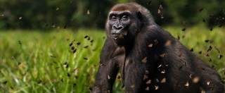 Copertina di Giornata Mondiale Biodiversità, Wwf: “Gorilla, elefanti e tigri valgono più da vivi”