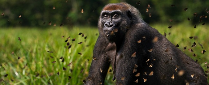 Copertina di Giornata Mondiale Biodiversità, Wwf: “Gorilla, elefanti e tigri valgono più da vivi”