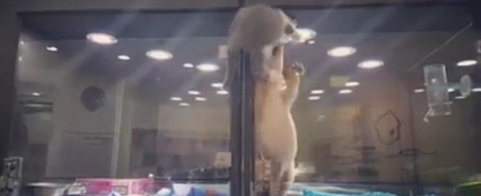 Copertina di “Per sempre vicini vicini”: il gatto scavalca il vetro della gabbietta per giocare col cagnolino