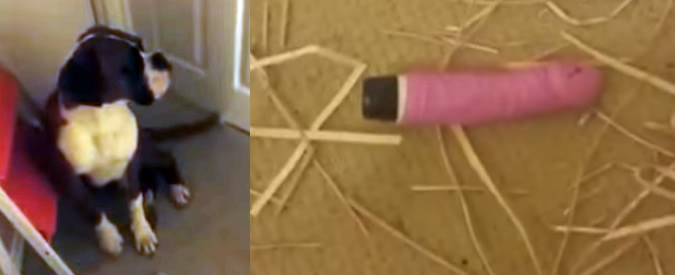 Copertina di Il cane gli ribalta la casa e salta fuori “l’intimo segreto” della fidanzata