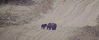 Copertina di La strana coppia, scoppia l’amicizia tra un cane e un orso: giocano insieme sulla neve