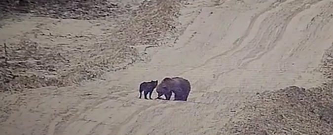 Copertina di La strana coppia, scoppia l’amicizia tra un cane e un orso: giocano insieme sulla neve