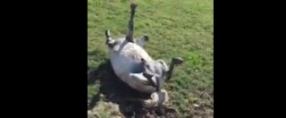 Copertina di Texas, il cavallo crede di essere un opossum e gioca a fare il morto: il video fa 37 milioni di visualizzazioni