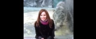 Copertina di Russia, una tigre dello zoo prova ad azzannare una donna. Ma qualcosa va storto