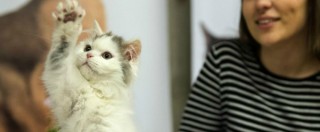 Copertina di Maturità, gatti in classe contro lo stress da esami: l’esperimento in Australia