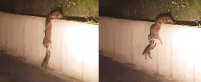 Copertina di Che gioco di squadra: mamma orsetto lavatore, recupera così uno dei cuccioli in pericolo