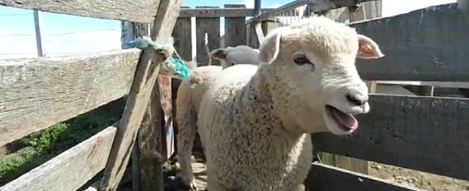 Copertina di Lana insanguinata, pecore ferite e prese a calci. PETA: “Ecco cosa importiamo dal Cile”