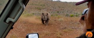 Copertina di Panico al safari: rinoceronte parte alla carica dei turisti