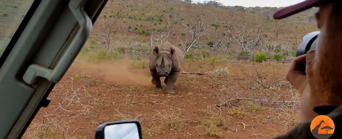 Copertina di Panico al safari: rinoceronte parte alla carica dei turisti