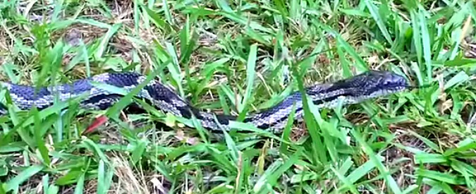 Copertina di Serpenti, l’anziana provoca il rettile e tenta di toccarlo. La reazione è da infarto