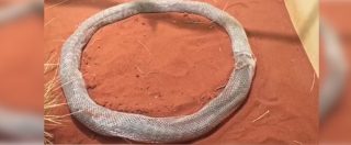 Copertina di Serpente Giotto: pitone cambia pelle e forma un cerchio perfetto