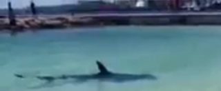 Copertina di Bahamas, squalo martello arriva sulla spiagga: fuggi fuggi dei bagnanti tra le urla