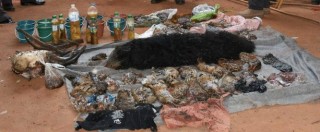 Copertina di Thailandia, 40 cuccioli morti in congelatore nel “Tempio delle Tigri”: monaci accusati di traffico di animali