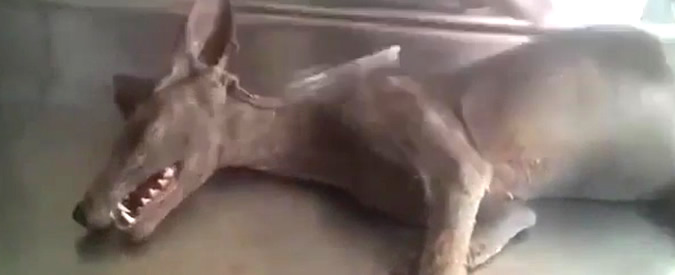 Copertina di Contadino uccide strana creatura in Ucraina: “Forse è il leggendario chupacabra”