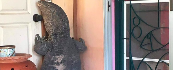 Copertina di Thailandia, torna a casa e ad attenderlo trova un varano gigante che sta cercando di entrare