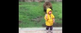 Copertina di Giappone, leone si lancia all’attacco di un bimbo nello zoo: si schianta contro il vetro