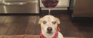 Copertina di Altro che The Walk: il cane equilibrista con un calice di vino in testa