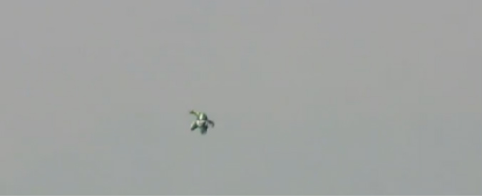 Copertina di Cose da pazzi: si lancia senza paracadute e atterra su una rete. L’impresa di Luke Aikins