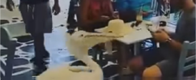 Copertina di “Aggiungi un posto a tavola: c’è un pellicano in più”. Il volatile Petros è una star a Mykonos