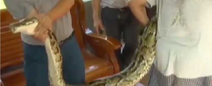 Copertina di Pitone gigante di oltre 4 metri ingoia capra di 40 chili. Catturato da contadini in Cina