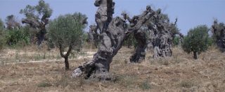 Copertina di Xylella, le buone pratiche agricole contro le ruspe dell’Europa. Così in Salento rinascono gli ulivi colpiti dal batterio