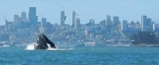 Copertina di Usa, kayaker filma il pasto delle balene nella baia di San Francisco: le immagini sono spettacolari