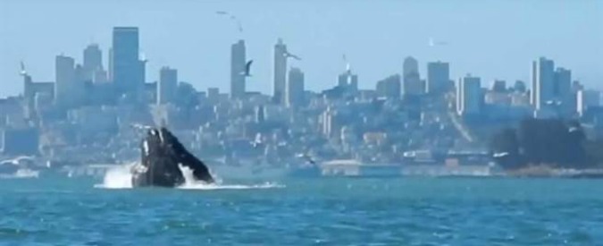 Copertina di Usa, kayaker filma il pasto delle balene nella baia di San Francisco: le immagini sono spettacolari