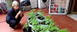 Copertina di L’onorevole Bernardini e le sue 19 piante di marijuana: “Perché non mi arrestano?”