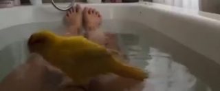 Copertina di “Che caldo che fa”: il canarino fa il bagnetto nella vasca insieme alla sua padrona