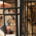 Copertina di Gatti “rubati” e rinchiusi nei rifugi: denunciato per furto il presidente di un’associazione animalista