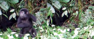 Copertina di Cucciolo di gorilla cerca di battersi il petto, ma perde l’equilibrio e cade