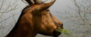 Copertina di “Nel nostro allevamento bio teniamo al benessere delle capre: non vogliamo che producano troppo”