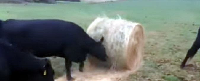 Copertina di Come il gatto con il gomitolo, le mucche giocano con una balla di fieno