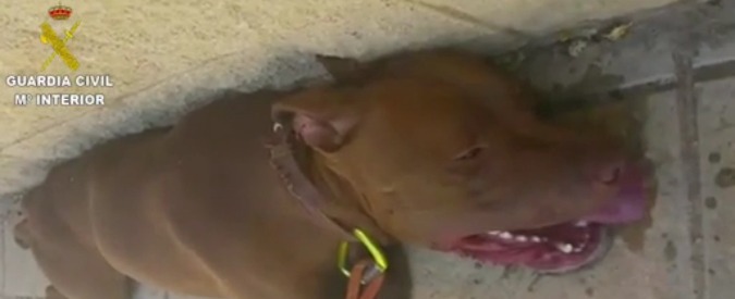 Copertina di Spagna, polizia salva un pitbull agonizzante lasciato solo in auto sotto il sole