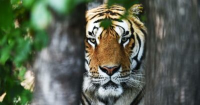 Copertina di “Donateci i vostri animali vivi per nutrire leoni e tigri. Vanno bene polli, conigli e porcellini d’India”: la richiesta dello Zoo di Aalborg scatena polemiche