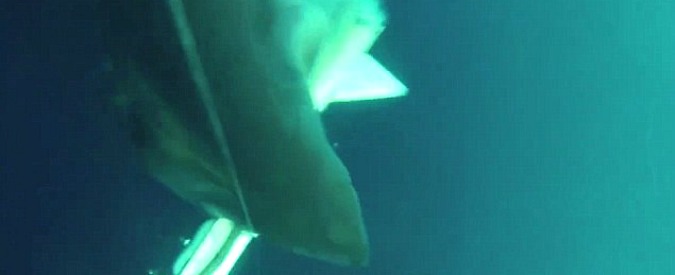 Copertina di Rapido e letale: dagli abissi sbuca lo squalo e azzanna… il robot sottomarino