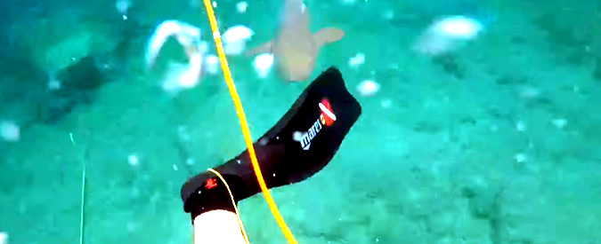 Copertina di Da predatore a preda: pescatore subacqueo inseguito dallo squalo in Florida