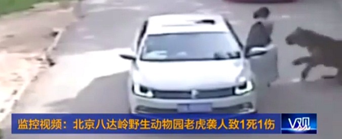 Copertina di Tigre uccide una donna e ferisce la figlia. La tragedia in un parco naturale a Pechino