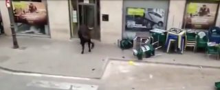 Copertina di Valencia, toro distratto lascia la corsa per fare una tappa al bancomat