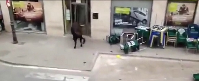 Copertina di Valencia, toro distratto lascia la corsa per fare una tappa al bancomat
