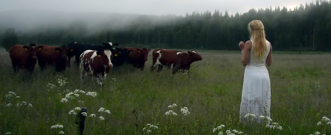 Copertina di Il canto delle sirene per richiamare le mucche: così il kulking svedese ammalia il bestiame