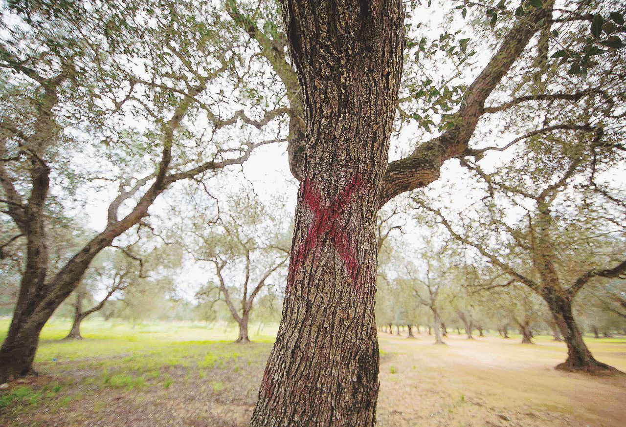 Xylella, le ricerche fallate: niente basi scientifiche per abbattere gli ulivi