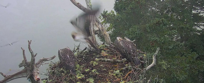 Copertina di La dura legge della natura: l’aquila fulminea cattura un falco sul nido