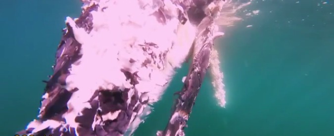 Copertina di Ecco come si riduce una balena morta dopo 24 ore: merito dei grandi squali bianchi