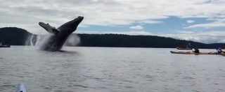 Copertina di Canada, turisti in kayak a bocca aperta: spuntano le balene e danno spettacolo tra tuffi e salti