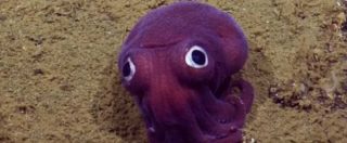 Copertina di “Sembra il gioco di un bambino caduto in acqua”: ecco il calamaro che ha intenerito gli scienziati