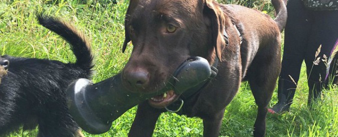 Copertina di Galaxy ma che combini? Il labrador scova un gigantesco fallo di gomma e lo porta alla padrona